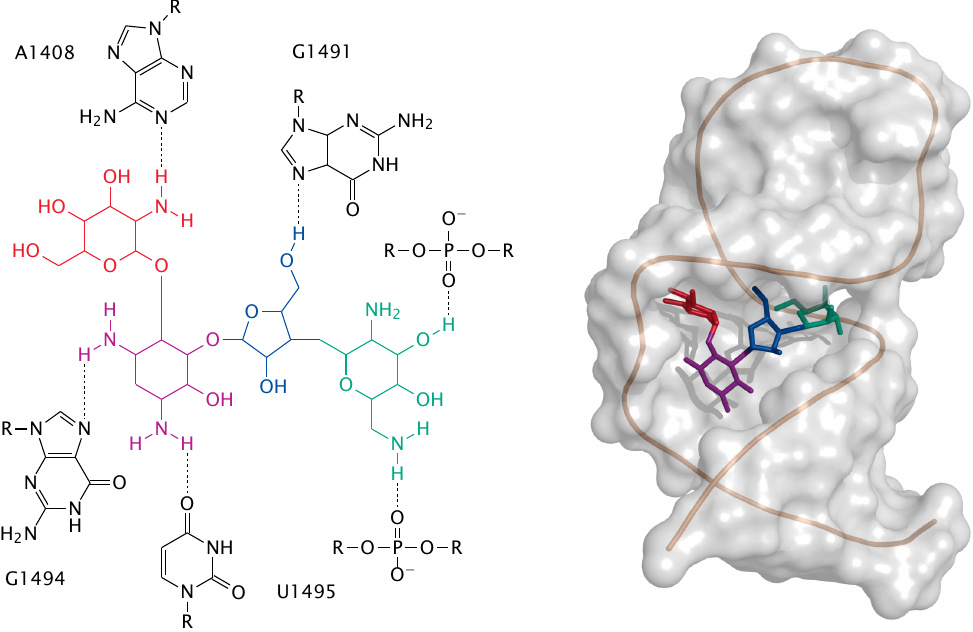 Paromomycin in the ribosomal aminoacyl acceptor site