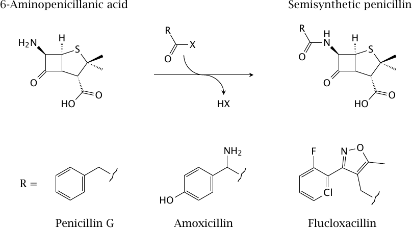 Semisynthesis of penicillins