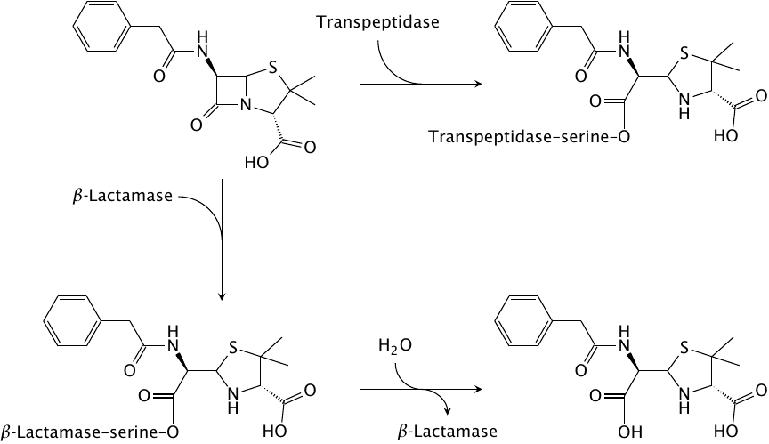Reactions of penicillin G with transpeptidase and β-lactamase
