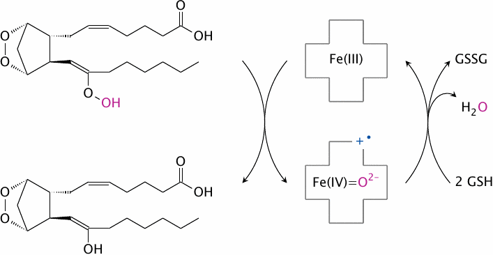 Reduction of prostaglandin G2 to prostaglandin H2