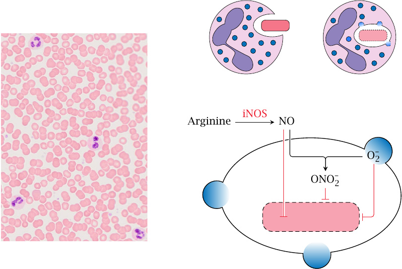 Role of NO and iNOS in the killing of microbes by phagocytes
