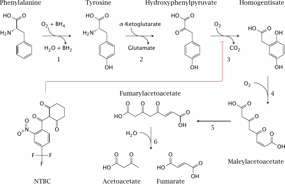 Degradation of phenylalanine and tyrosine