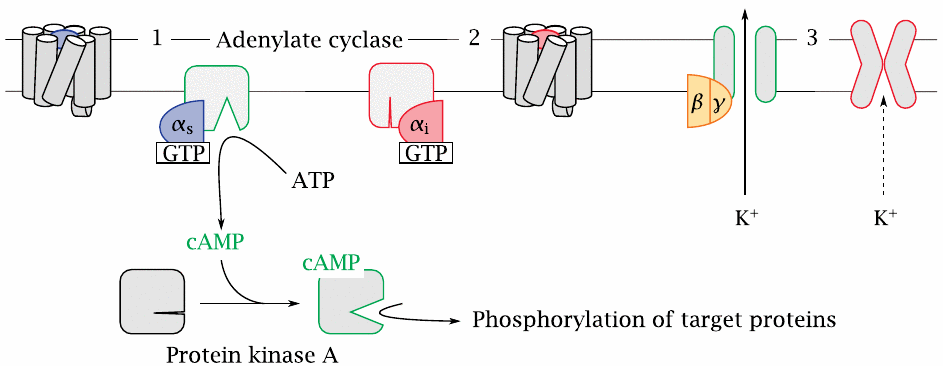 Adenylate cyclase