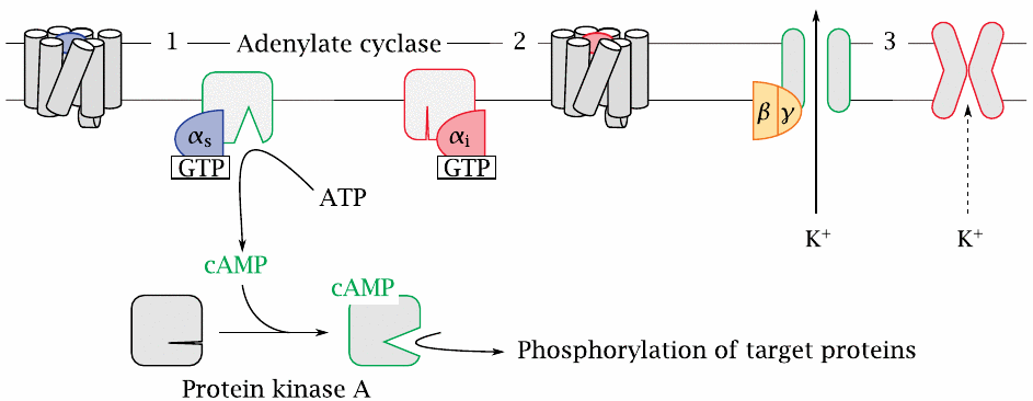 G Protein Coupled Receptors