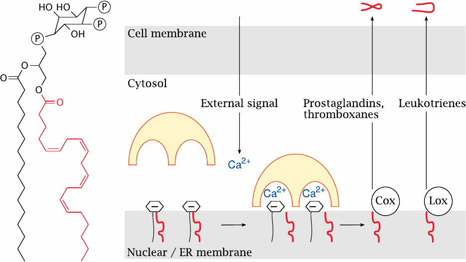 Calcium signals activate cPLA2 and initiate the synthesis of
                    prostaglandins and leukotrienes