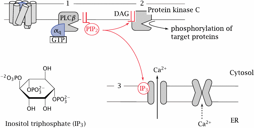 The phospholipase C cascade