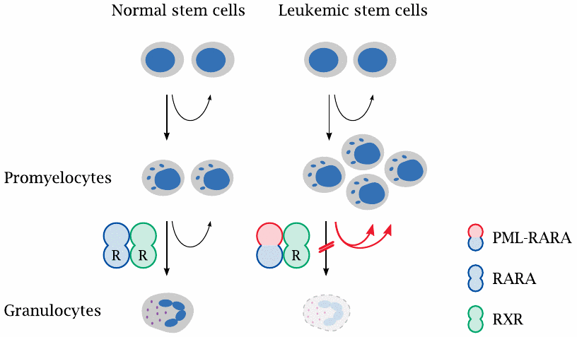 The mutant PML-RARA receptor blocks promyelocyte differentiation