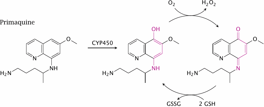 Redox cycling of 5-hydroxyprimaquine