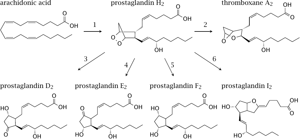 Biosynthetic pathways of prostaglandins and thromboxanes