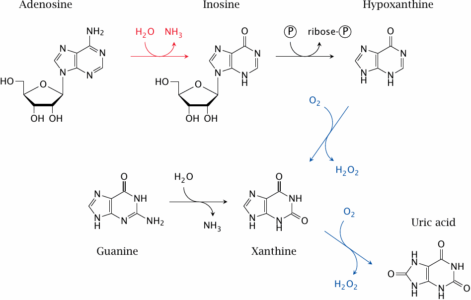 Overview of purine degradation