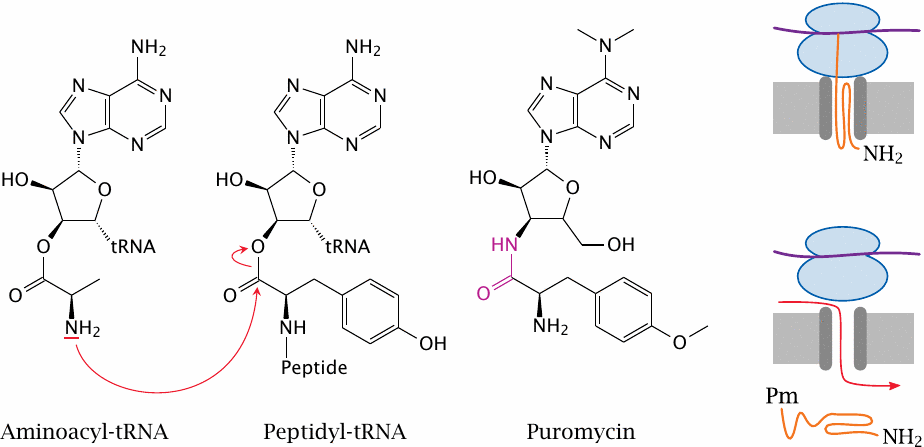 Structure and action mechanism of puromycin