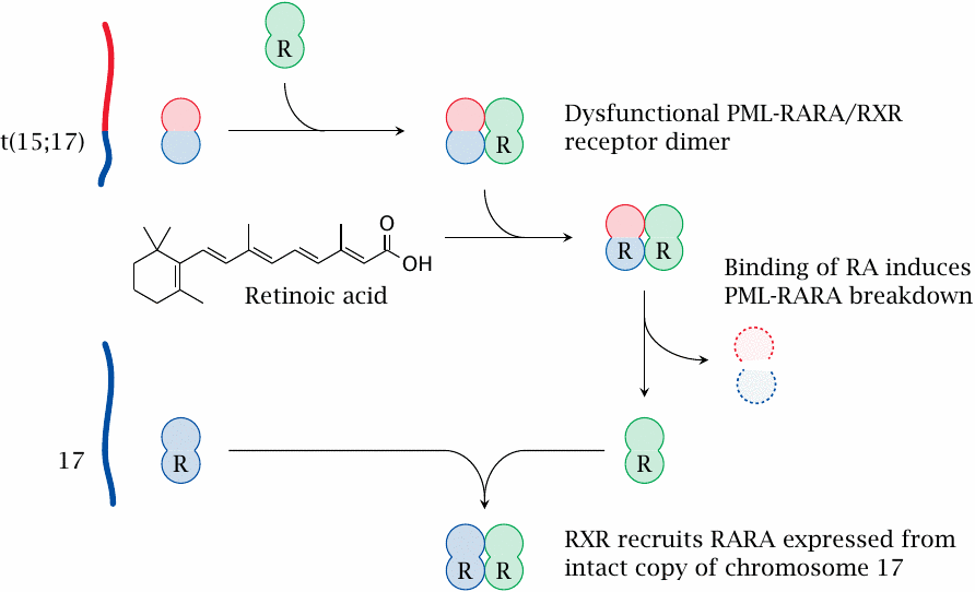 Retinoic acid therapy restores promyelocyte differentiation