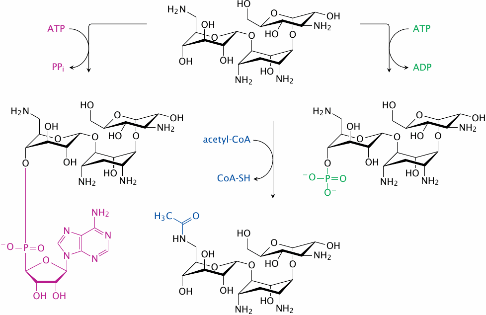 Inactivation of kanamycin by resistance enzymes