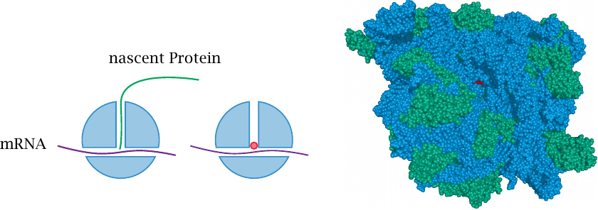 Chloramphenicol lodges into the peptidyl-transfer site of the
                    ribosome