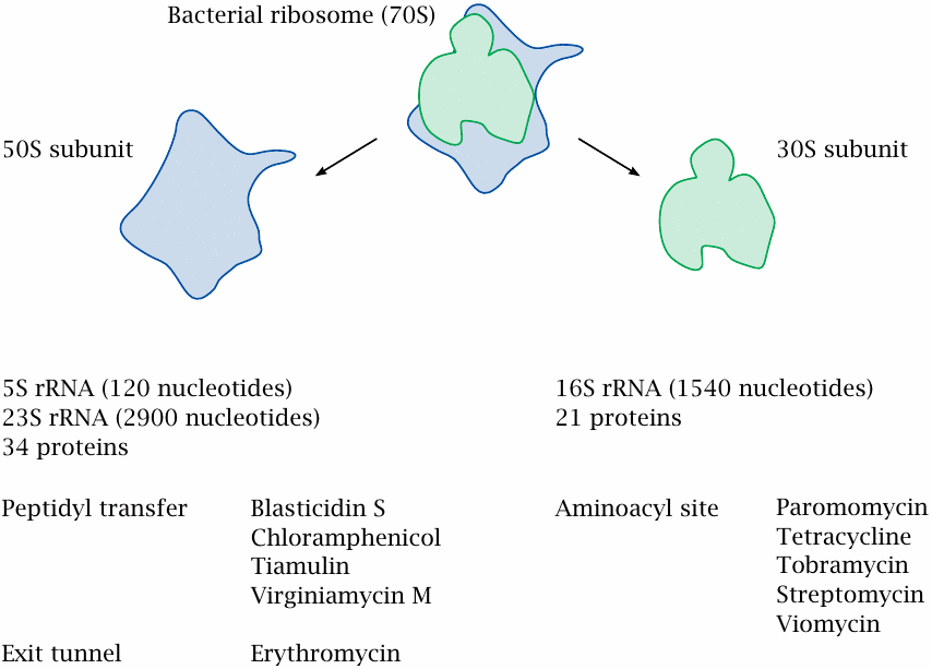 Antibiotics that inhibit the bacterial ribosome