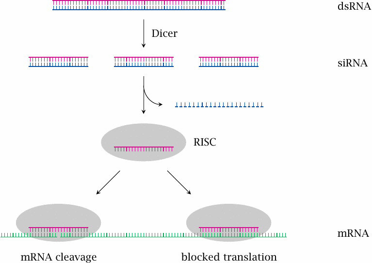 RNA interference