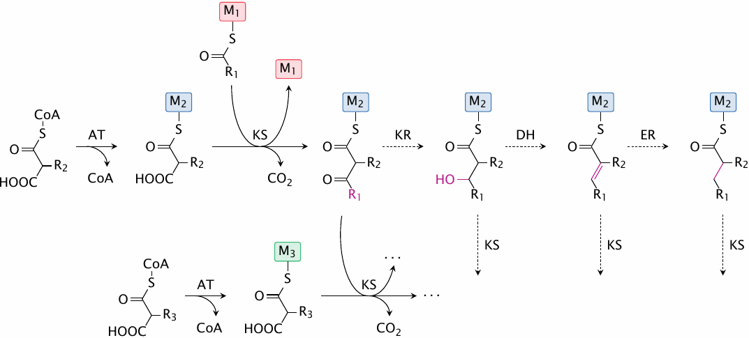 Biosynthesis of polyketides