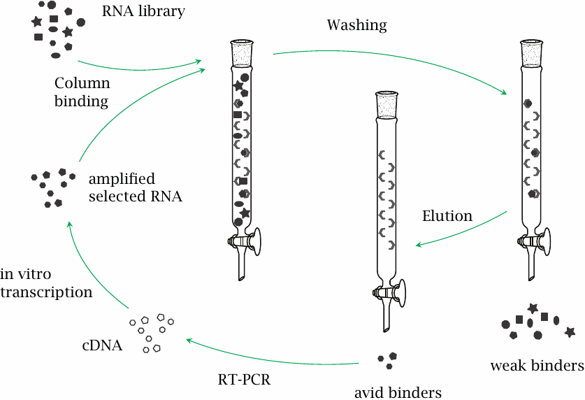 The SELEX process for generating RNA aptamers