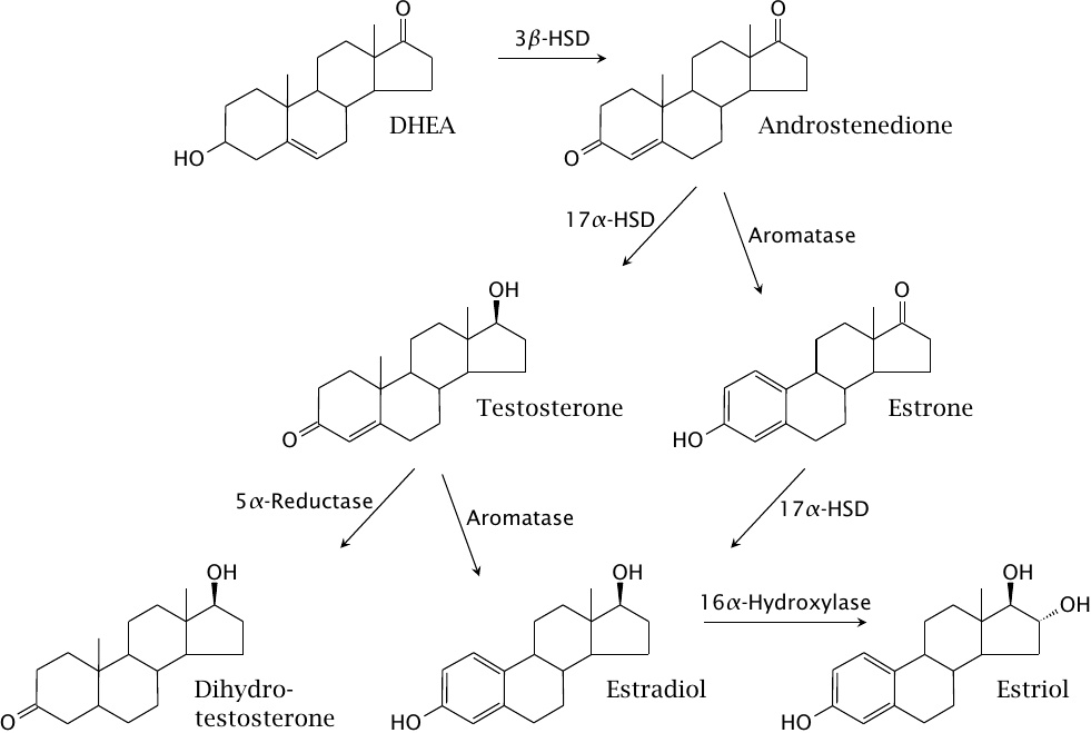 Gonadal biosynthesis of androgens and estrogens