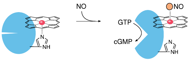 NO activates soluble guanylate cyclase (sGC)