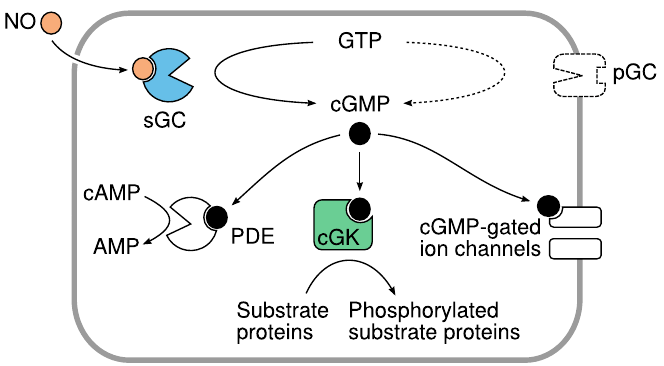 Signaling effects of cGMP
