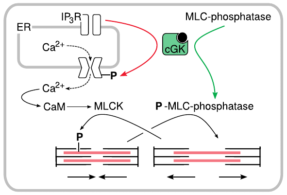 NO-induced relaxation of smooth muscle cells is mediated by cGK