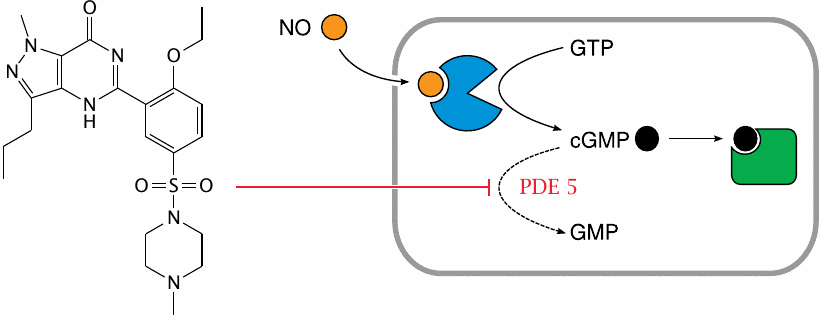 Structure and mode of action of sildenafil (Viagra™)