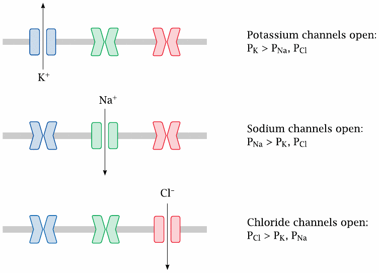 Specific channels control ion permeabilities