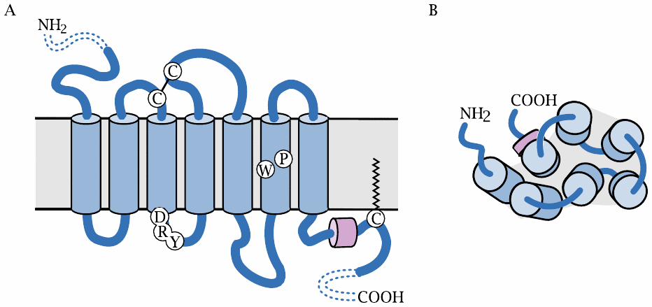 GPCR structure