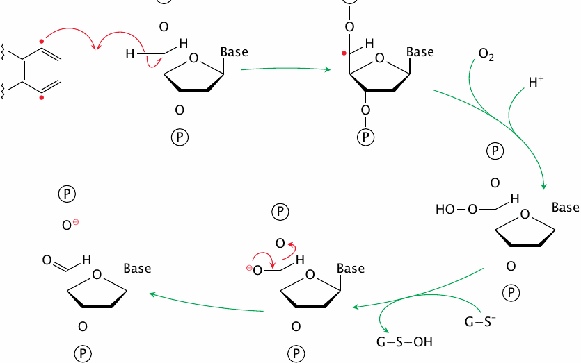 DNA cleavage by activated calicheamicins