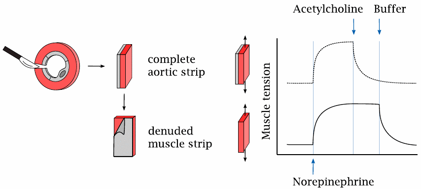 The endothelium is required for vascular relaxation in response to
                    acetylcholine