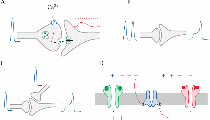 Summation of postsynaptic potentials