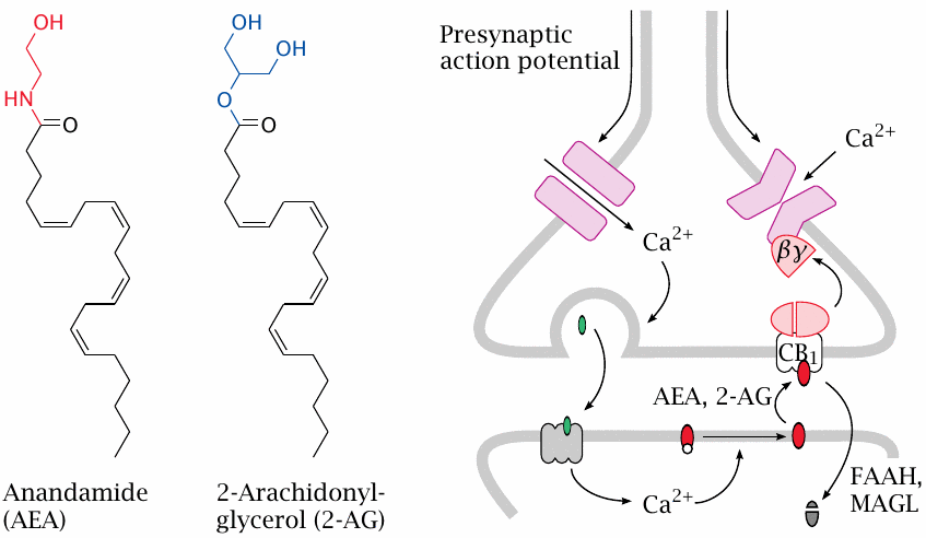 Feedback inhibition of synaptic transmission by endocannabinoids