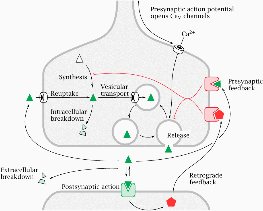 Function of a chemical synapse