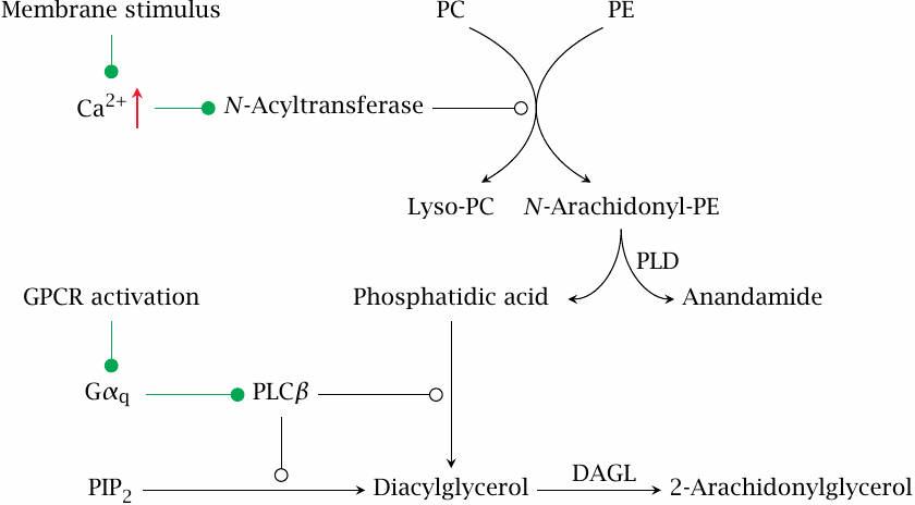 Biosynthesis of endocannabinoids