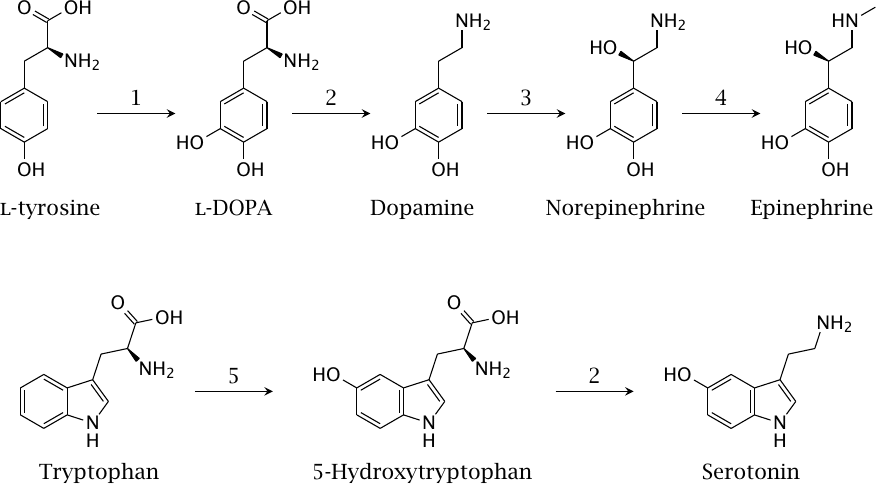 Biosynthesis of the catecholamines and of serotonin