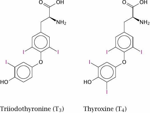 Thyroid hormones