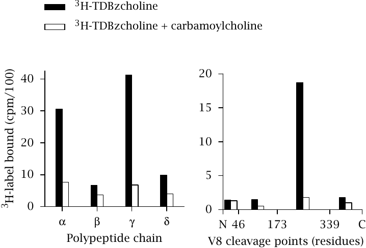 Isolation of affinity-labeled polypeptide chains and fragments
