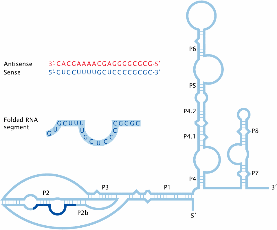 The RNA component of human telomerase