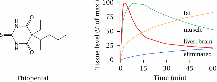 Kinetics of thiopental distribution