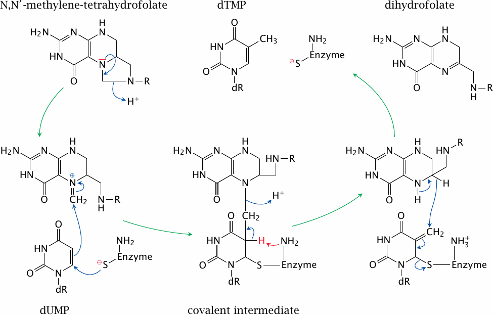 Catalytic mechanism of thymidylate synthase