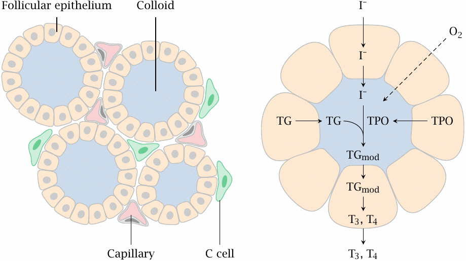 Tissue structure of the thyroid gland, and localization of hormone
                    synthesis