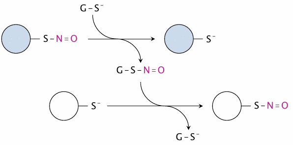 Transfer of nitrosyl groups between proteins by glutathione