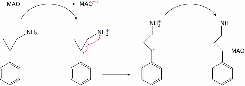 Mechanism-based inhibition of MAO by tranylcypromine