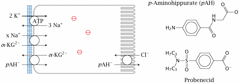 Tubular secretion of p-aminohippurate