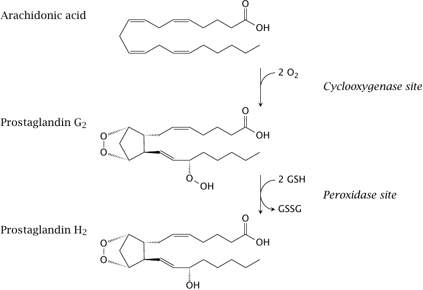 The two steps of the cyclooxygenase reaction