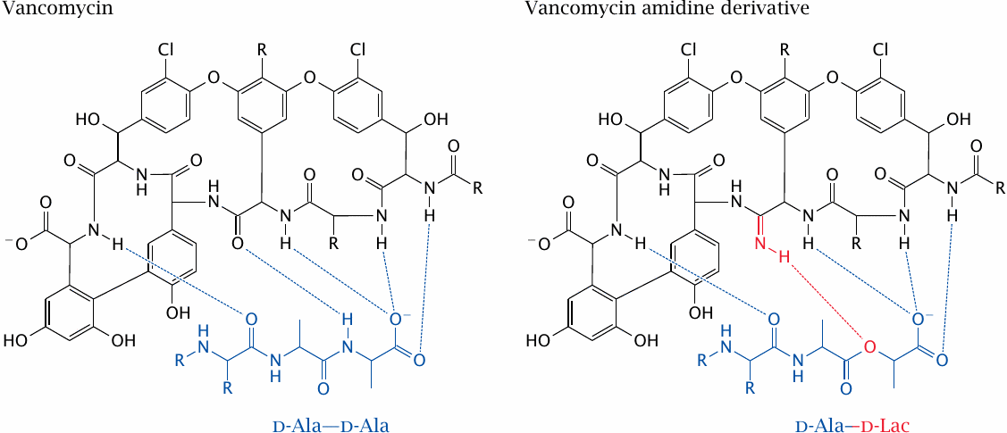 Vancomycin can be modified to overcome bacterial resistance
