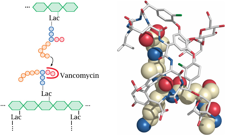 Vancomycin sequesters the substrate of the transpeptidase reaction