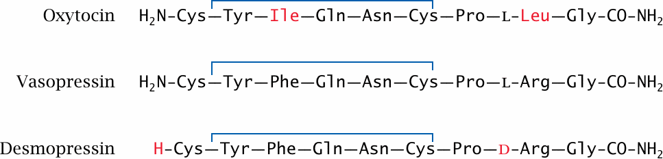 The posterior lobe of the hypophyseal gland produces oxytocin and
                    vasopressin