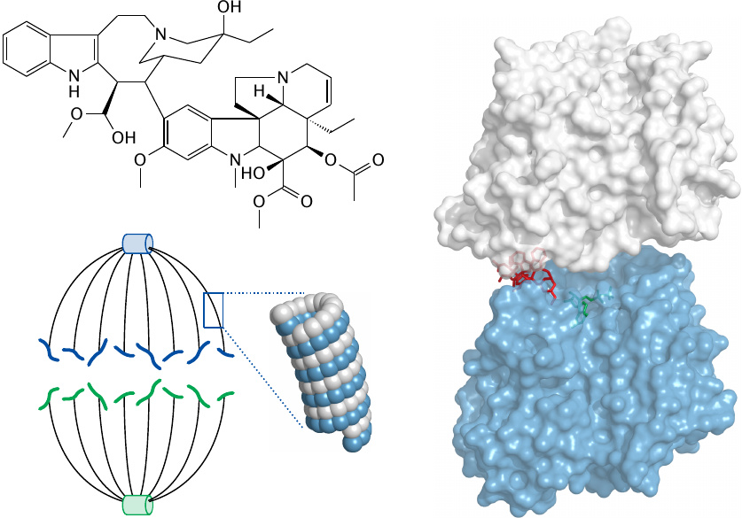 Vinblastine inhibits tubulin polymerization